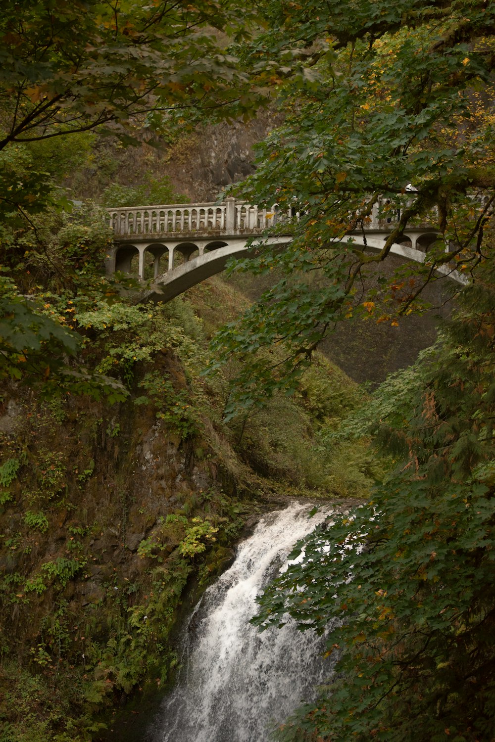 a bridge over a small waterfall in a forest