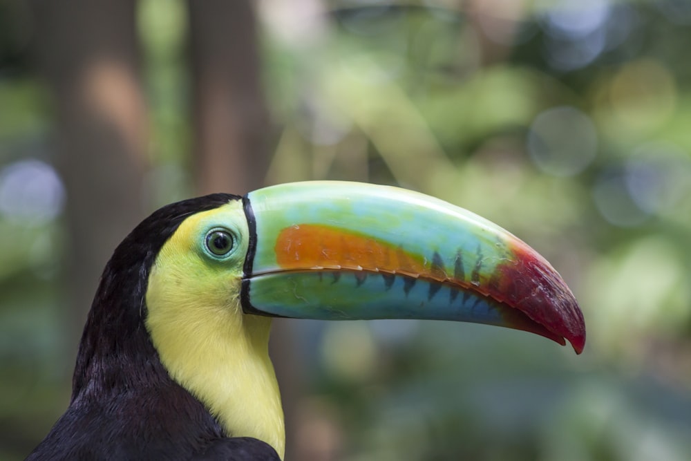 a close up of a colorful bird with a tree in the background