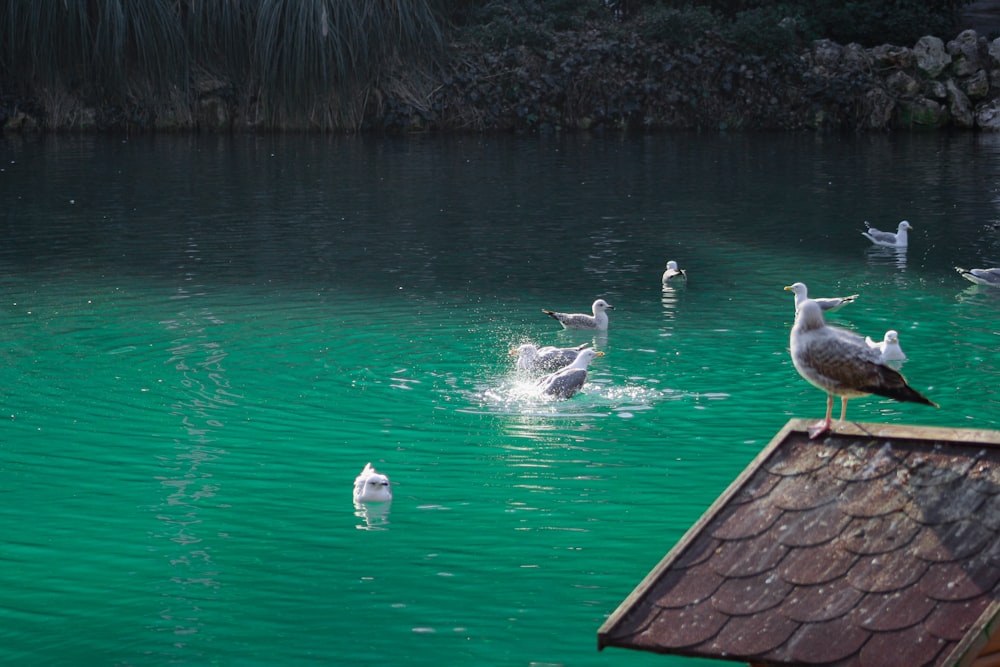 a flock of seagulls swimming in a lake