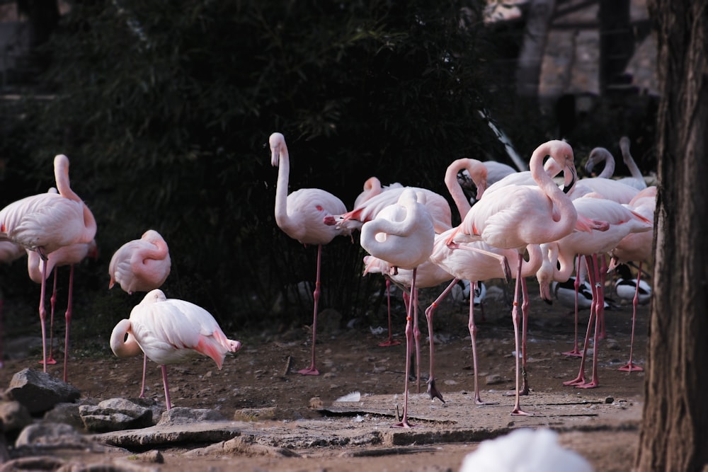 a group of flamingos standing around in a zoo