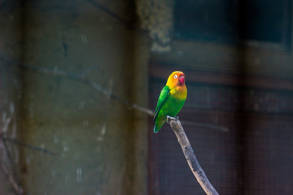 a yellow and green bird sitting on top of a tree branch