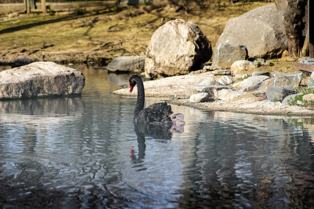 a black swan is swimming in a pond