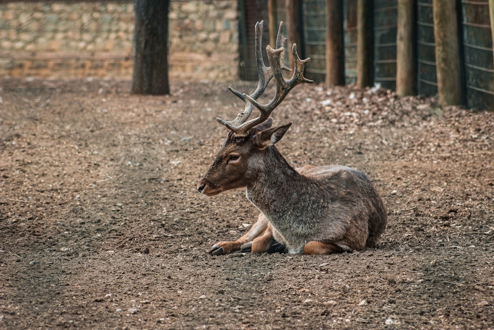 a deer laying down in a dirt field