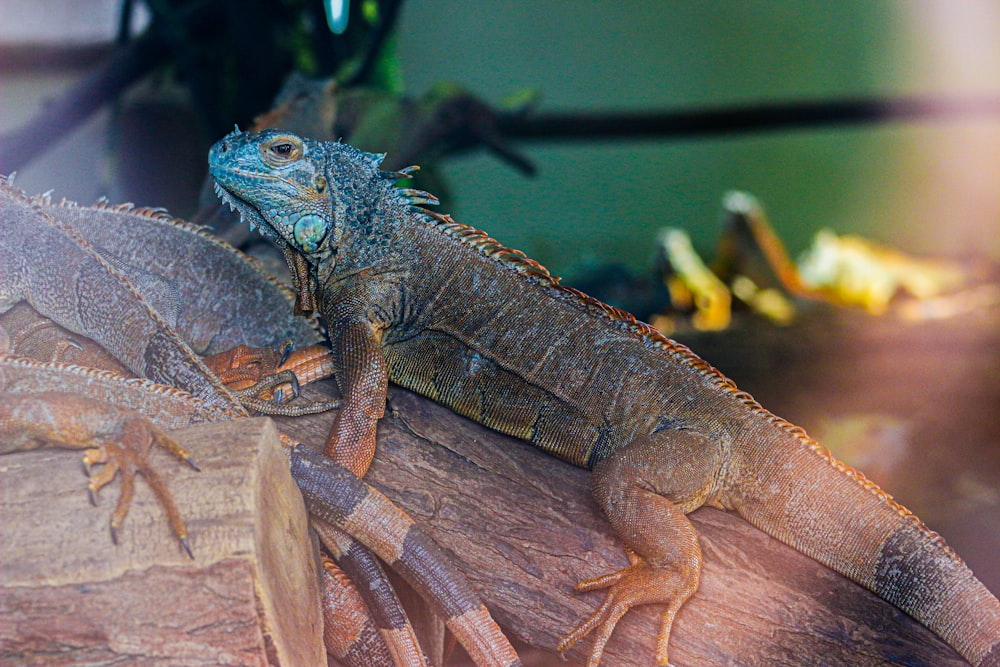 a close up of a lizard on a tree branch