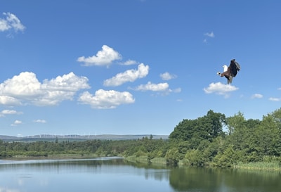 A serene canyon at sunrise with an eagle soaring gracefully overhead.
