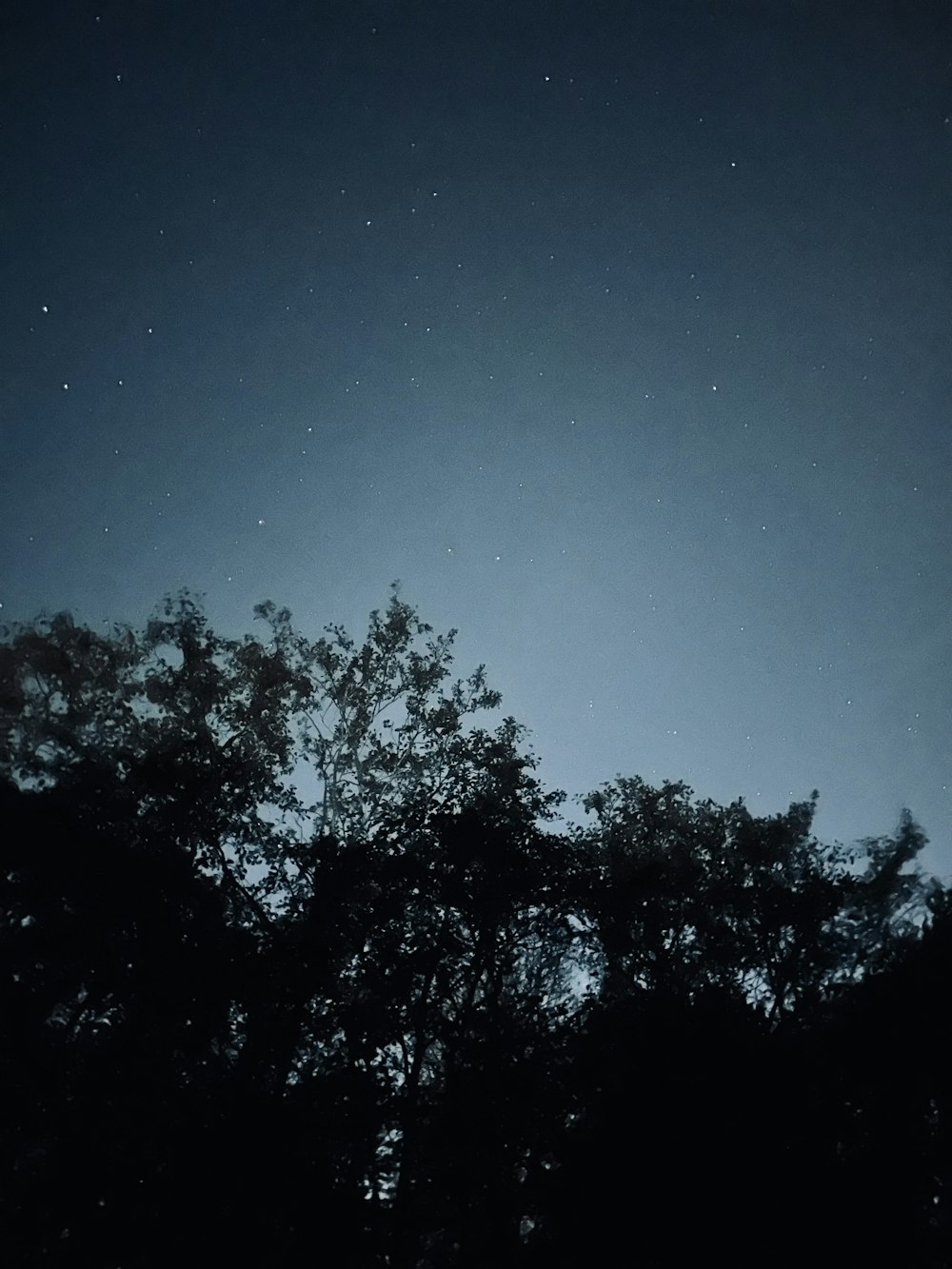 a tree is silhouetted against the night sky