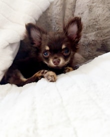 A small, brown and tan puppy with large ears is nestled comfortably in between soft, white and beige blankets. The dog is facing the camera with a relaxed and cozy expression.