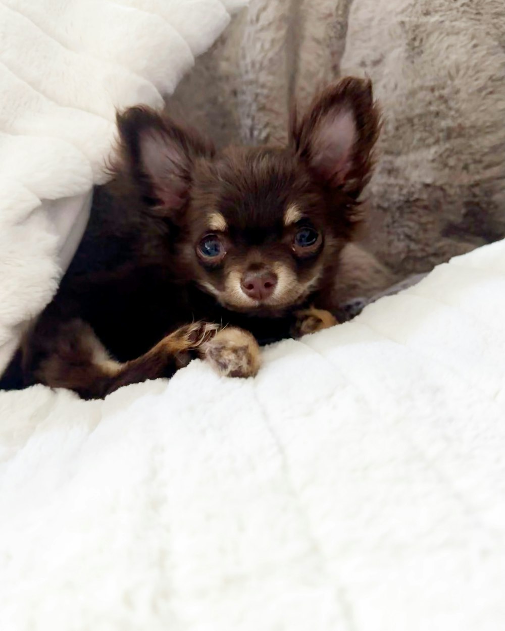 a small brown dog laying on top of a white blanket