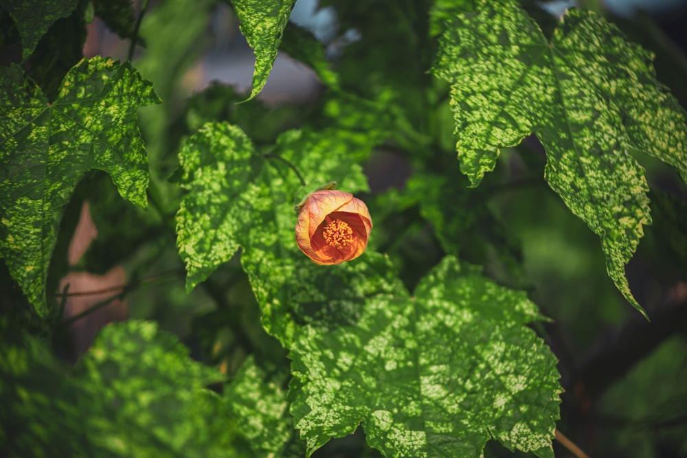 a red and yellow flower surrounded by green leaves