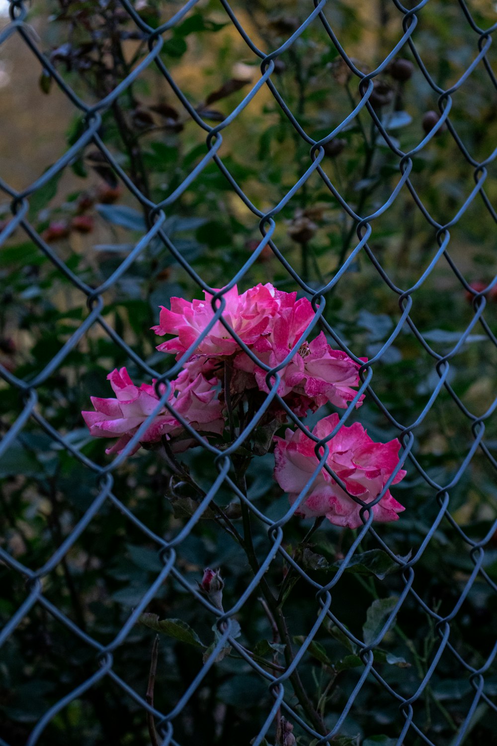 a bunch of pink flowers behind a chain link fence