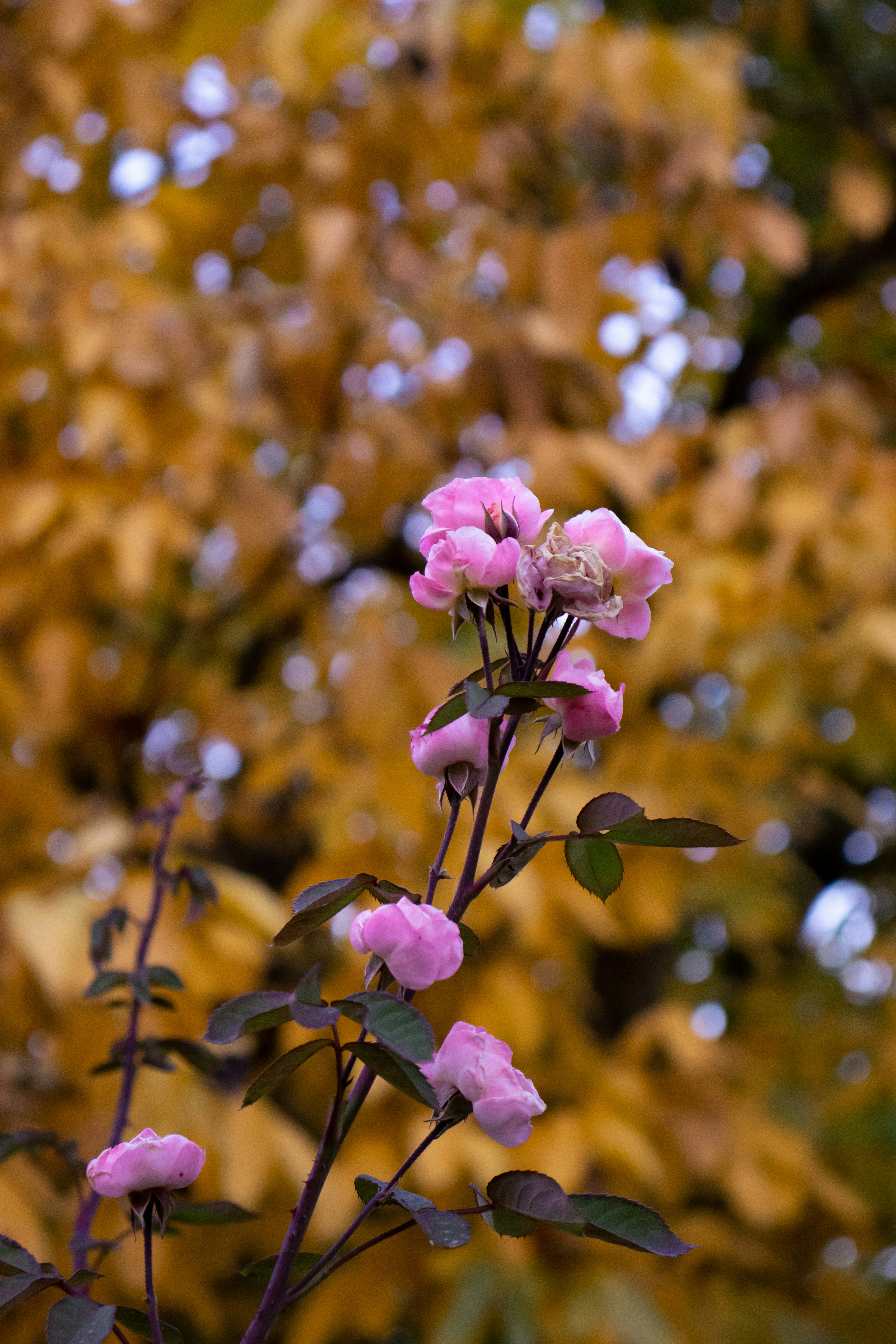 a pink flower with green leaves in the background