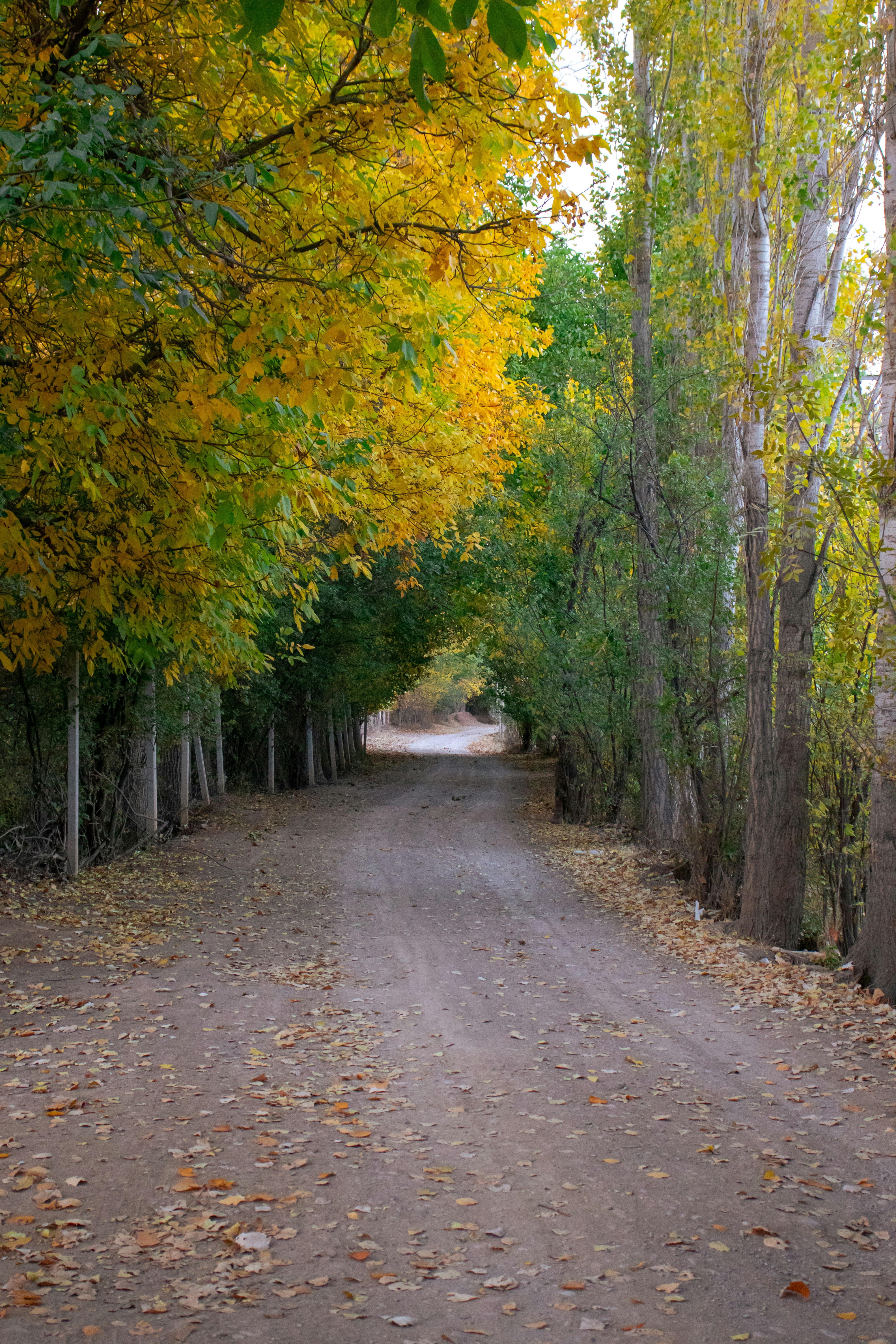 a dirt road surrounded by trees with leaves on the ground
