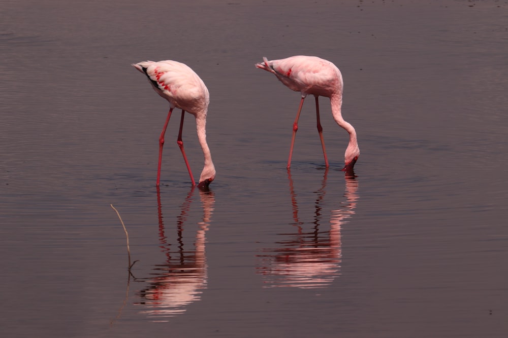 two flamingos are standing in the water looking for food