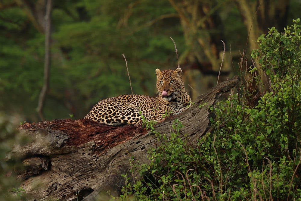 a leopard laying on top of a tree branch