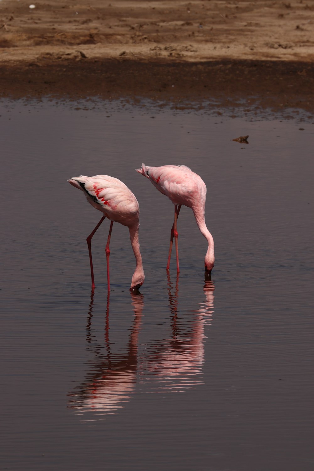 two flamingos are standing in the shallow water