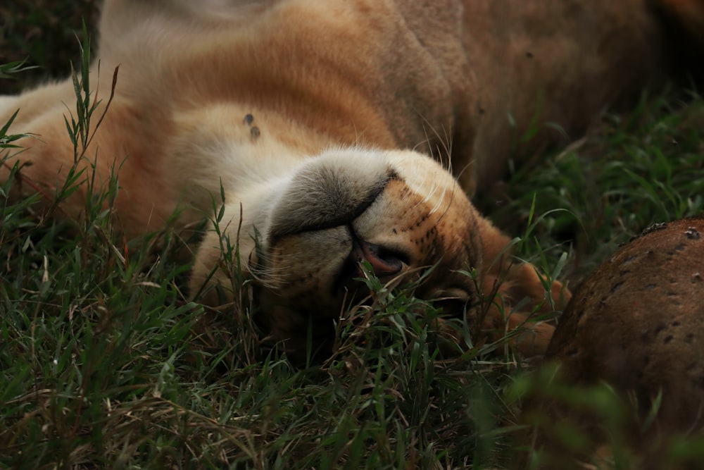 a close up of a cat laying in the grass