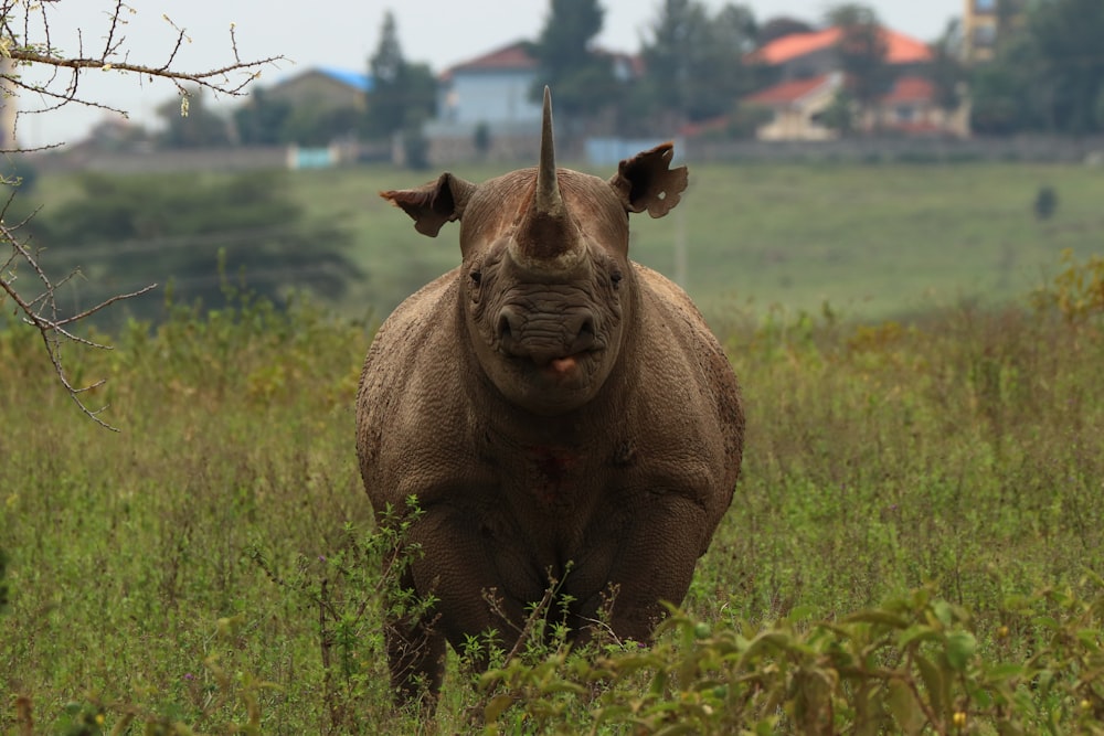 a rhino standing in a lush green field