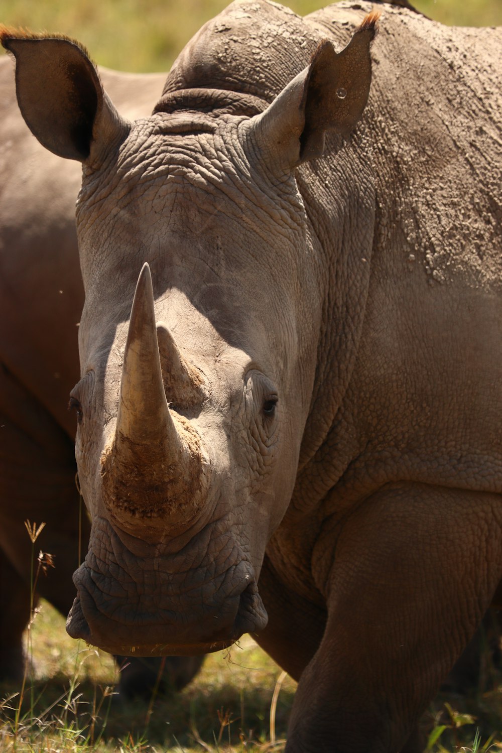 a close up of a rhinoceros in a field
