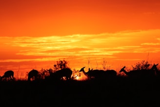 Sunset over a high-fence game ranch with deer grazing peacefully.