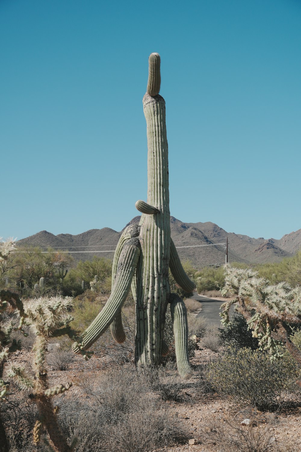 un grande cactus in mezzo a un deserto