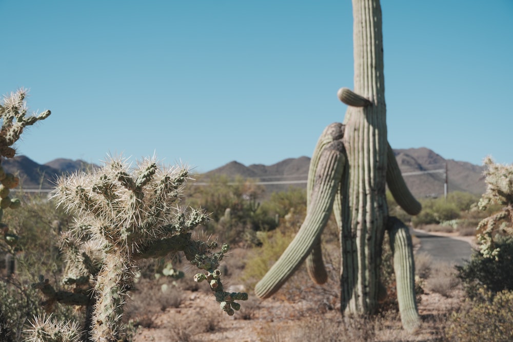 a large cactus in the middle of a desert