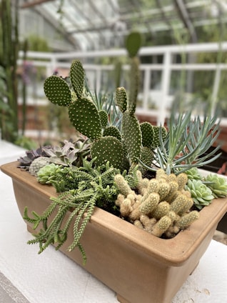 A planter filled with a variety of cacti and succulents in a greenhouse setting. The arrangement includes different types of plants, such as prickly pear cactus and other succulents with diverse textures and colors. The background shows a blurred view of the greenhouse with glass panels.