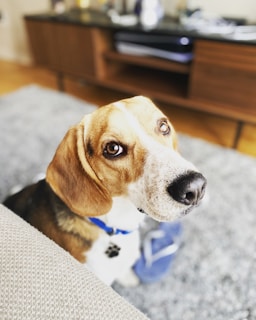 A happy beagle wearing a tiny headset, sitting in front of a colorful screen filled with pet adoption info