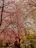 A joyful traveler standing in front of a serene Japanese temple garden during cherry blossom season.
