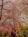 A joyful traveler standing in front of a serene Japanese temple garden during cherry blossom season.