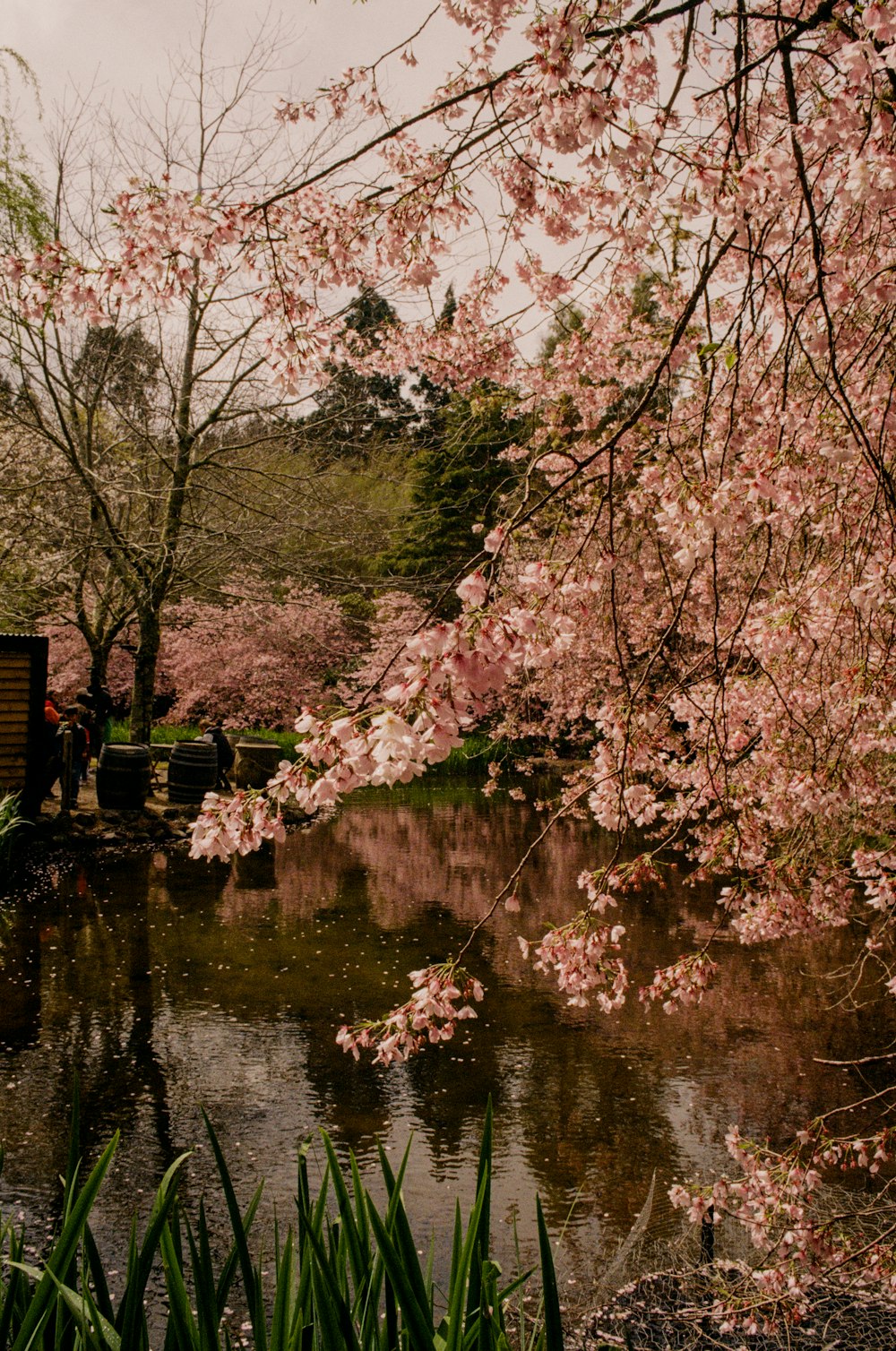 a pond surrounded by trees with pink flowers