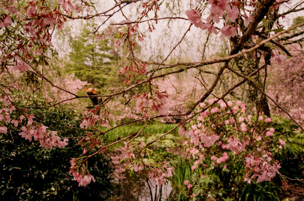 a tree with pink flowers in a park