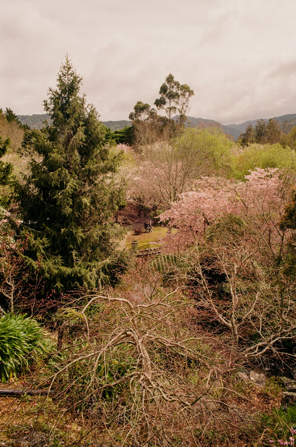 a lush green forest filled with lots of trees