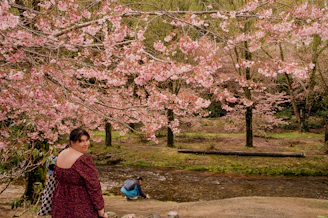 A serene outdoor scene featuring a woman in a flowing white dress strolling under blooming cherry blossoms.
