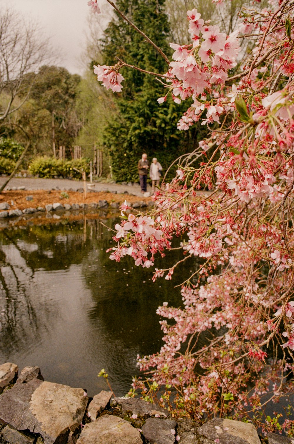 a pond surrounded by rocks and flowers