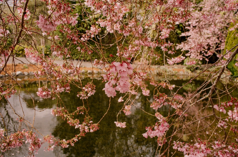 a pond surrounded by trees with pink flowers