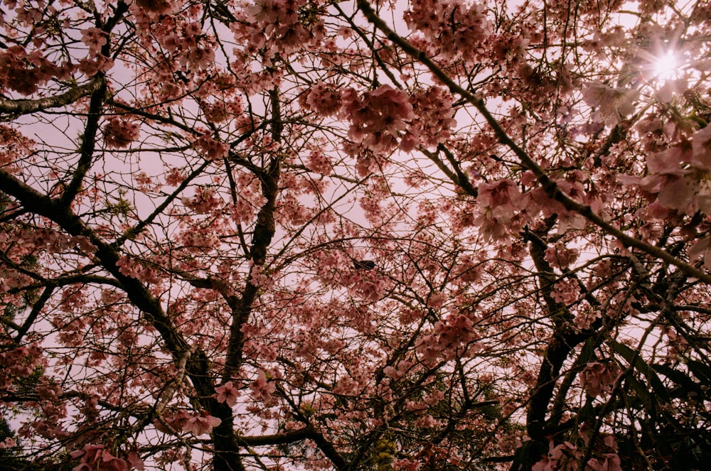 the sun shines through the branches of a tree