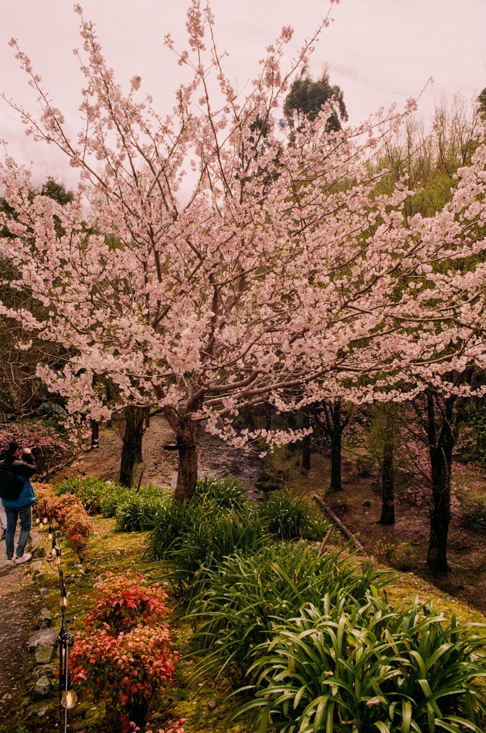 a person walking down a path next to a flowering tree