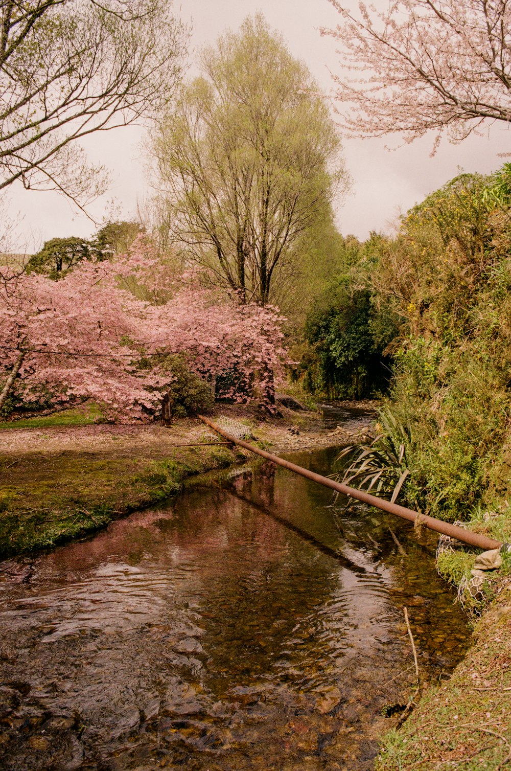 a river running through a lush green forest