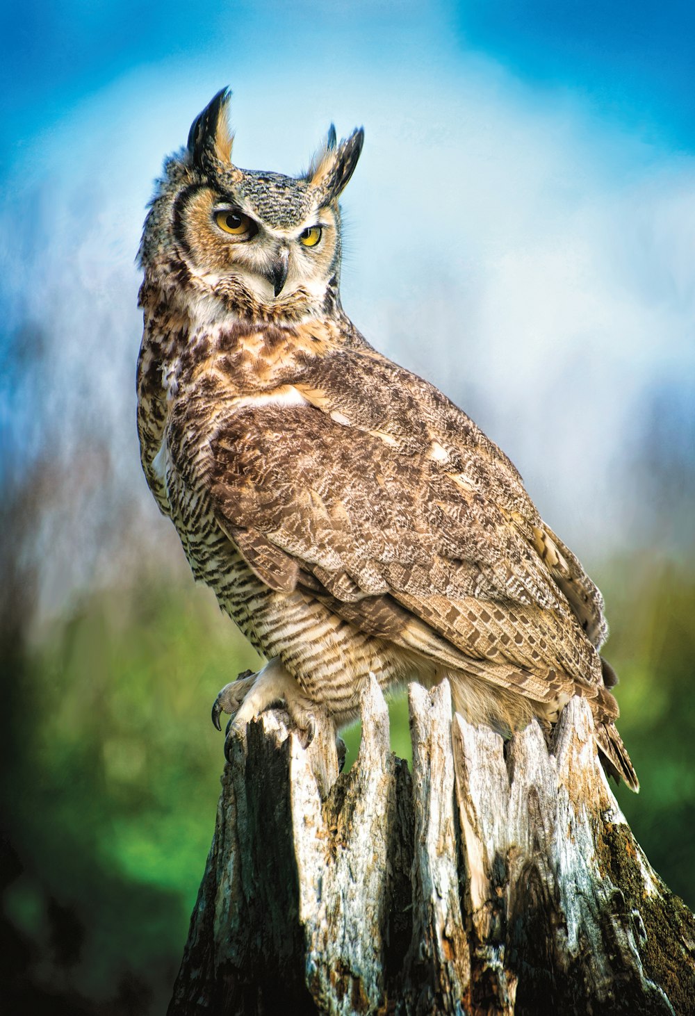 an owl sitting on top of a tree stump