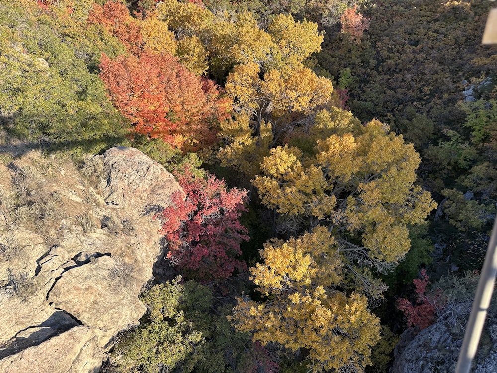 Una veduta aerea di una foresta con rocce e alberi
