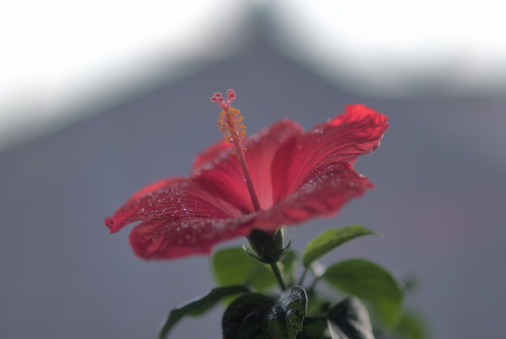 a red flower with water droplets on it