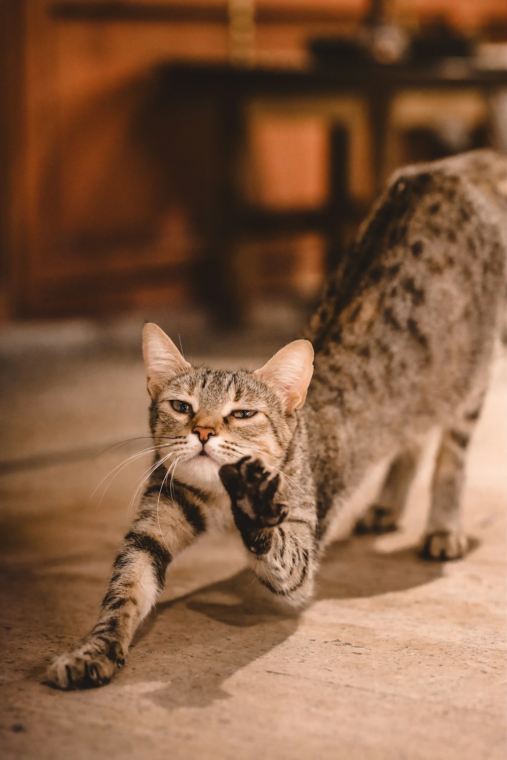 a cat walking across a kitchen floor next to a table