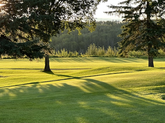 A landscape featuring a lush, green lawn with rolling hills, flanked by tall trees casting long shadows in the golden afternoon light. In the background, a dense forest lines the horizon.