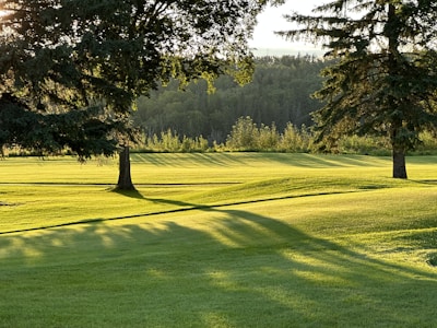 A landscape featuring a lush, green lawn with rolling hills, flanked by tall trees casting long shadows in the golden afternoon light. In the background, a dense forest lines the horizon.