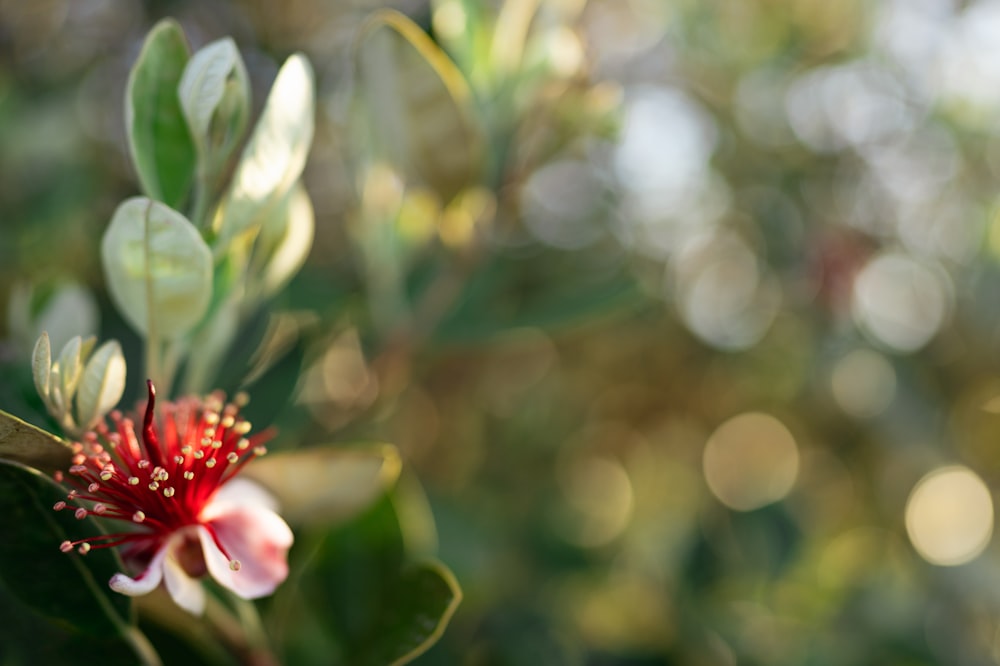 a close up of a flower on a tree