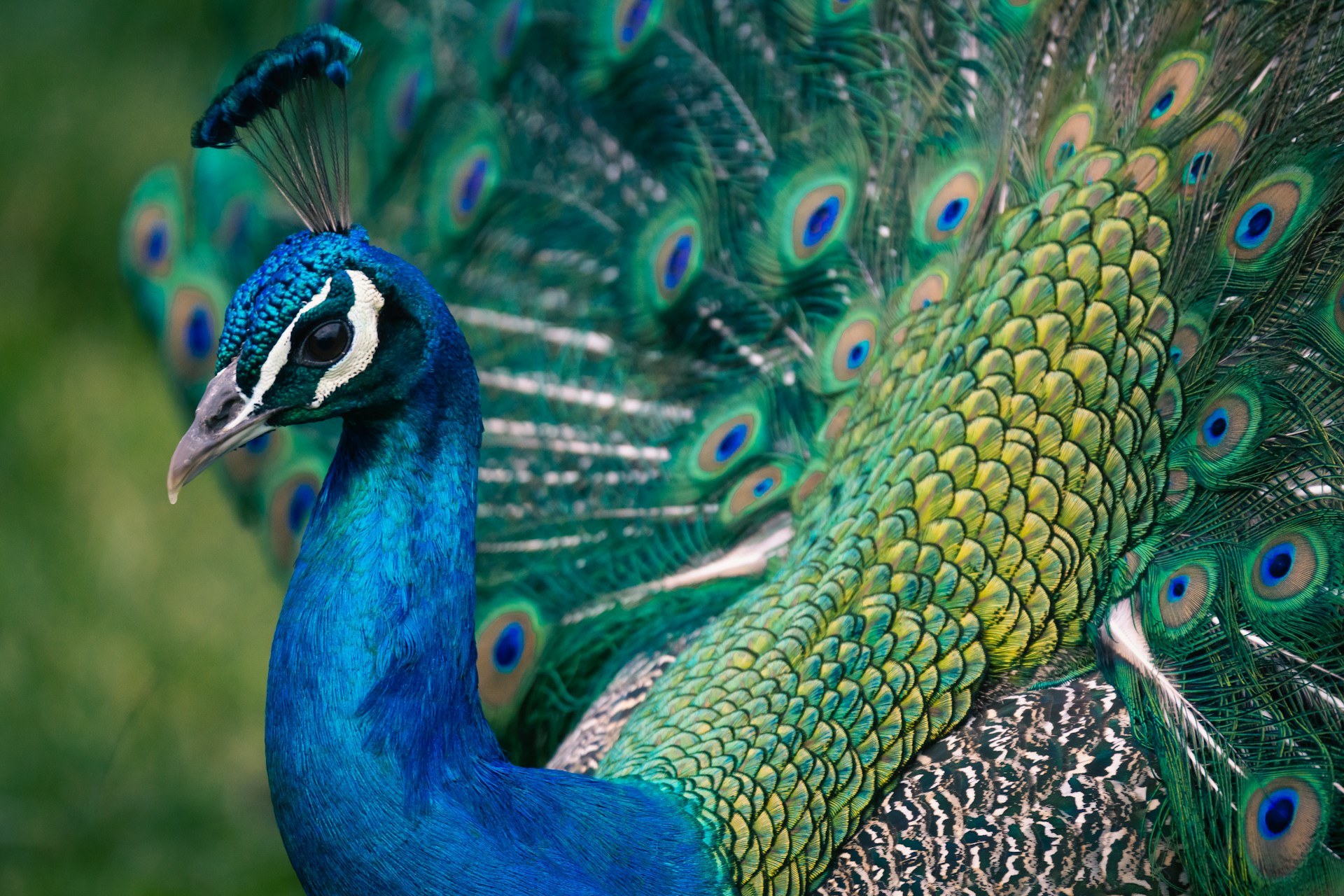 a close up of a peacock with its feathers open