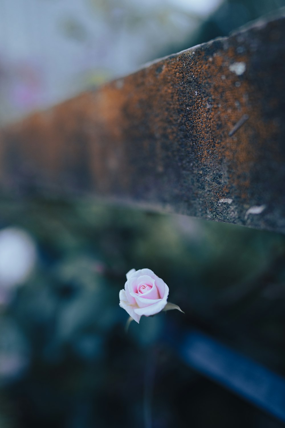 uma única rosa branca sentada em cima de um banco de madeira