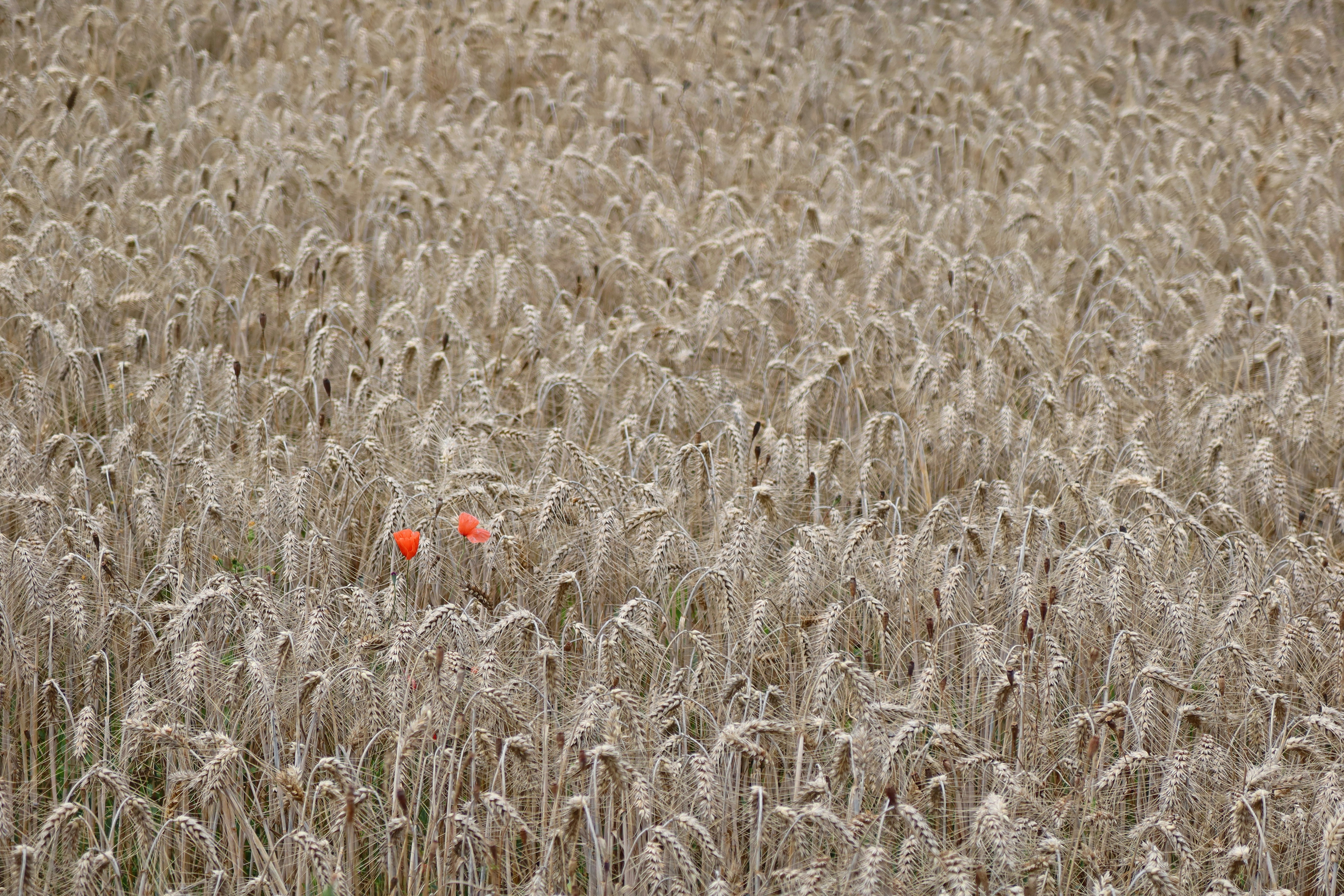 George Carlin on Individuality
