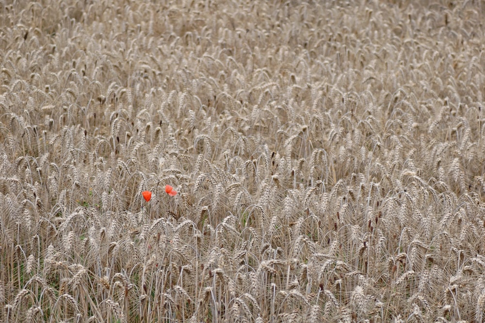 a field of wheat with a single red object in the middle of it