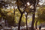Tree-lined streets with couples and families strolling under dappled sunlight.